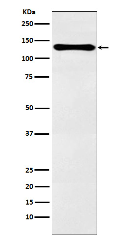 Rabbit Monoclonal to PER2