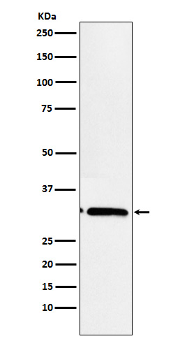 EB3
