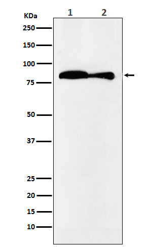 VPS35