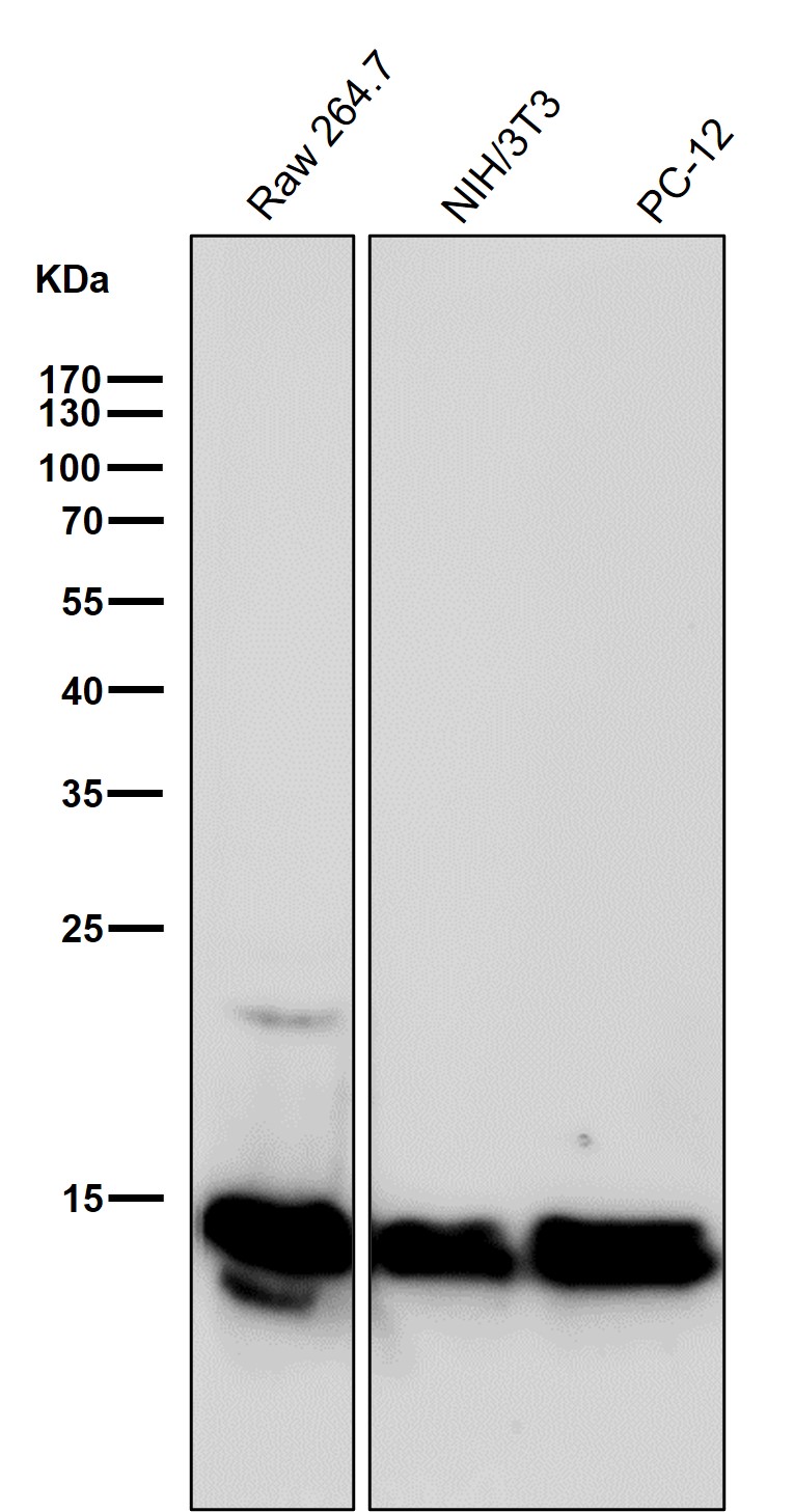 Histone H2B(crotonylK12)