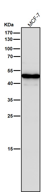 STF1