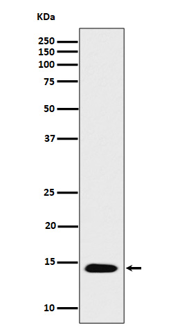 Histone H2B(acetylK16)