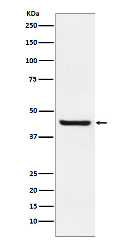 Septin2