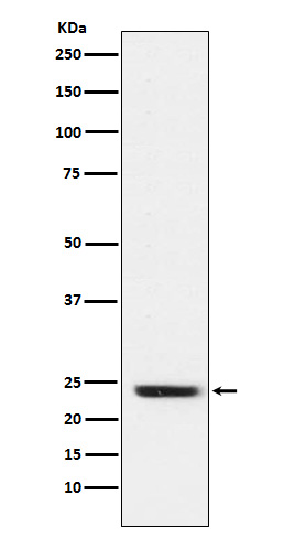 FNDC5