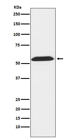 TXNRD2