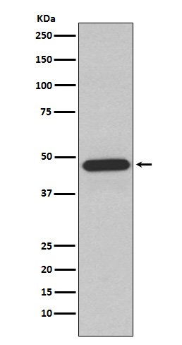 NCF1