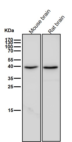 Rabbit Monoclonal to Wnt2b