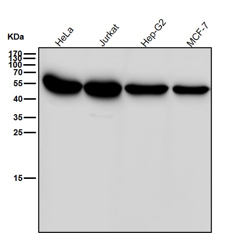 Rabbit Monoclonal to Wnt2b