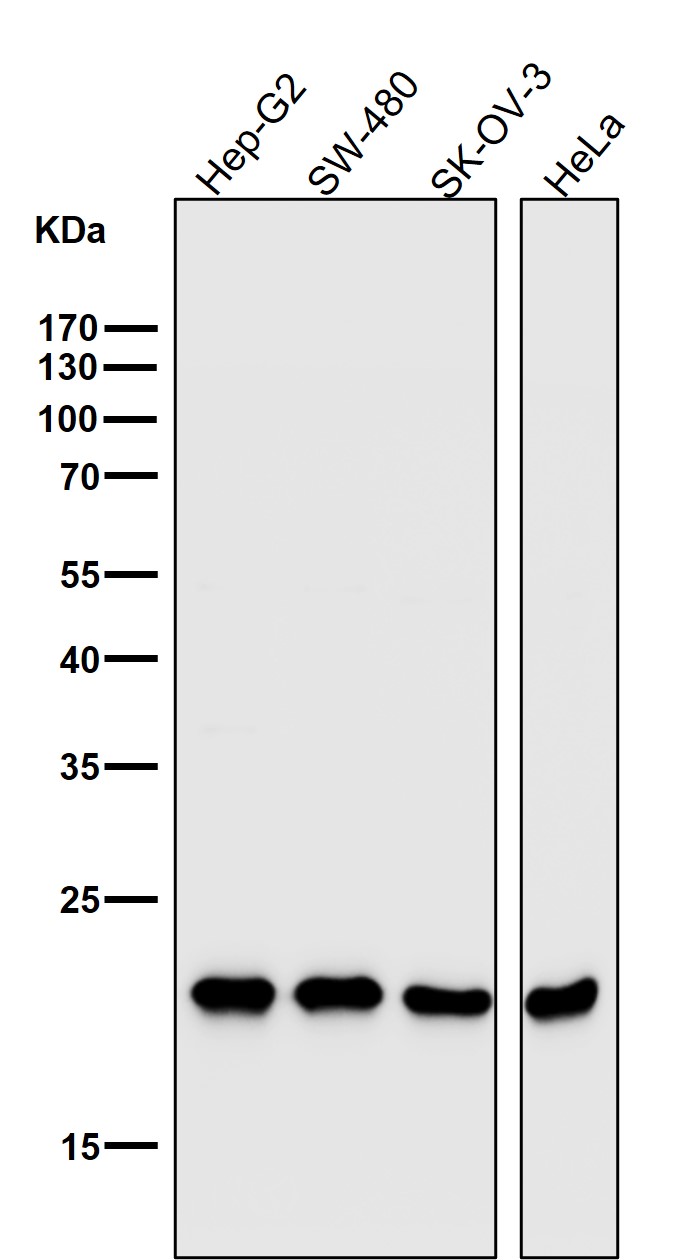 Rabbit Monoclonal to TOMM22
