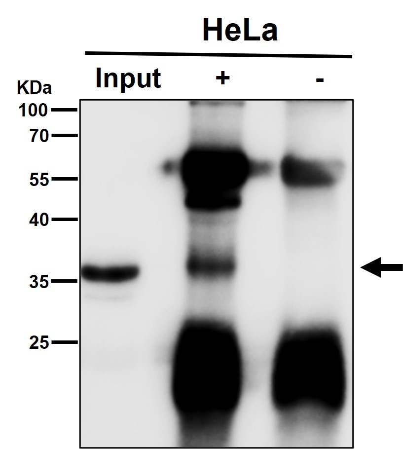 Rabbit Monoclonal to JAB1