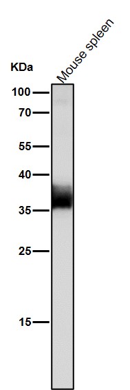 JAB1