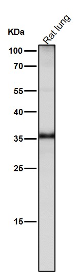 Rabbit Monoclonal to JAB1
