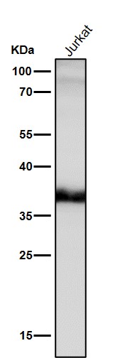 Rabbit Monoclonal to JAB1