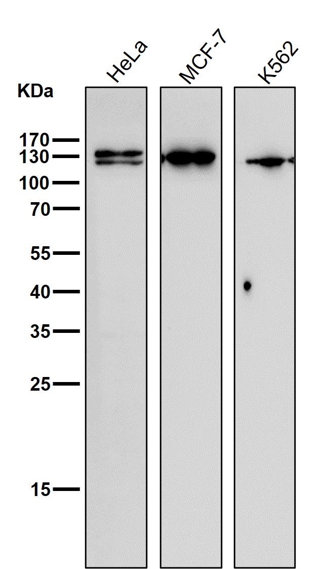 Nesprin 1