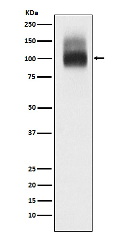 Band3/CD233