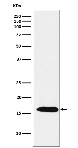 Peroxiredoxin 5