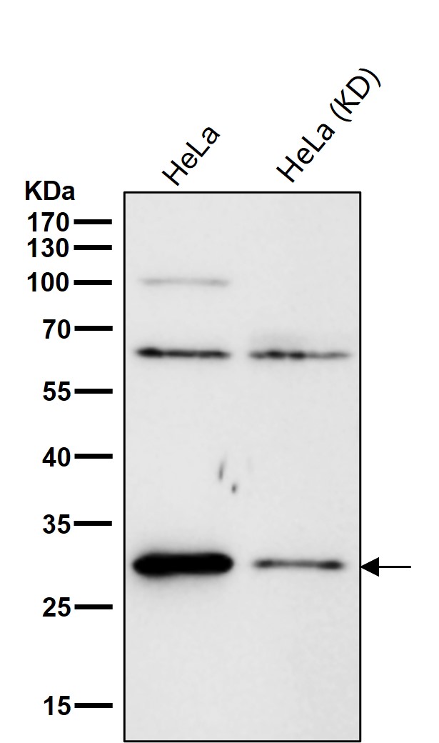 Rabbit Monoclonal to PHAPI2/APRIL