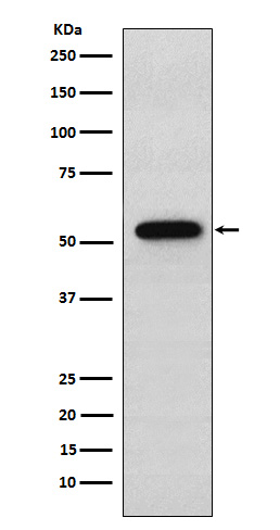 Syntrophin alpha 1
