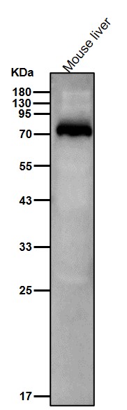Rabbit Monoclonal to MCAK