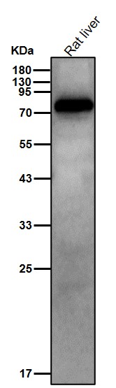 Rabbit Monoclonal to MCAK
