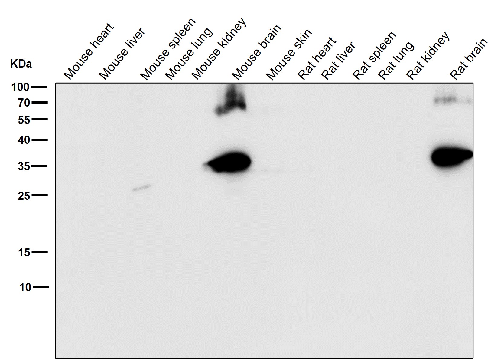 Syntaxin