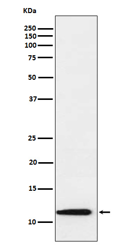Thioredoxin2