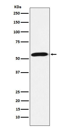 Emi1