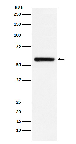STK33