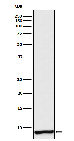 Apolipoprotein CI