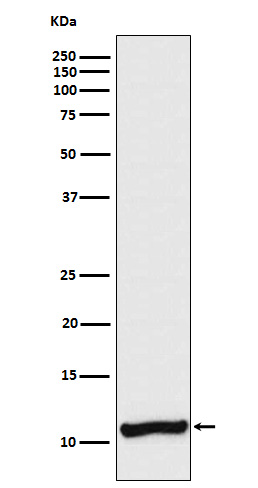 Cellubrevin