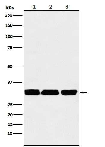 p53 DINP1