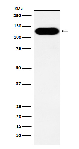 BCAR1