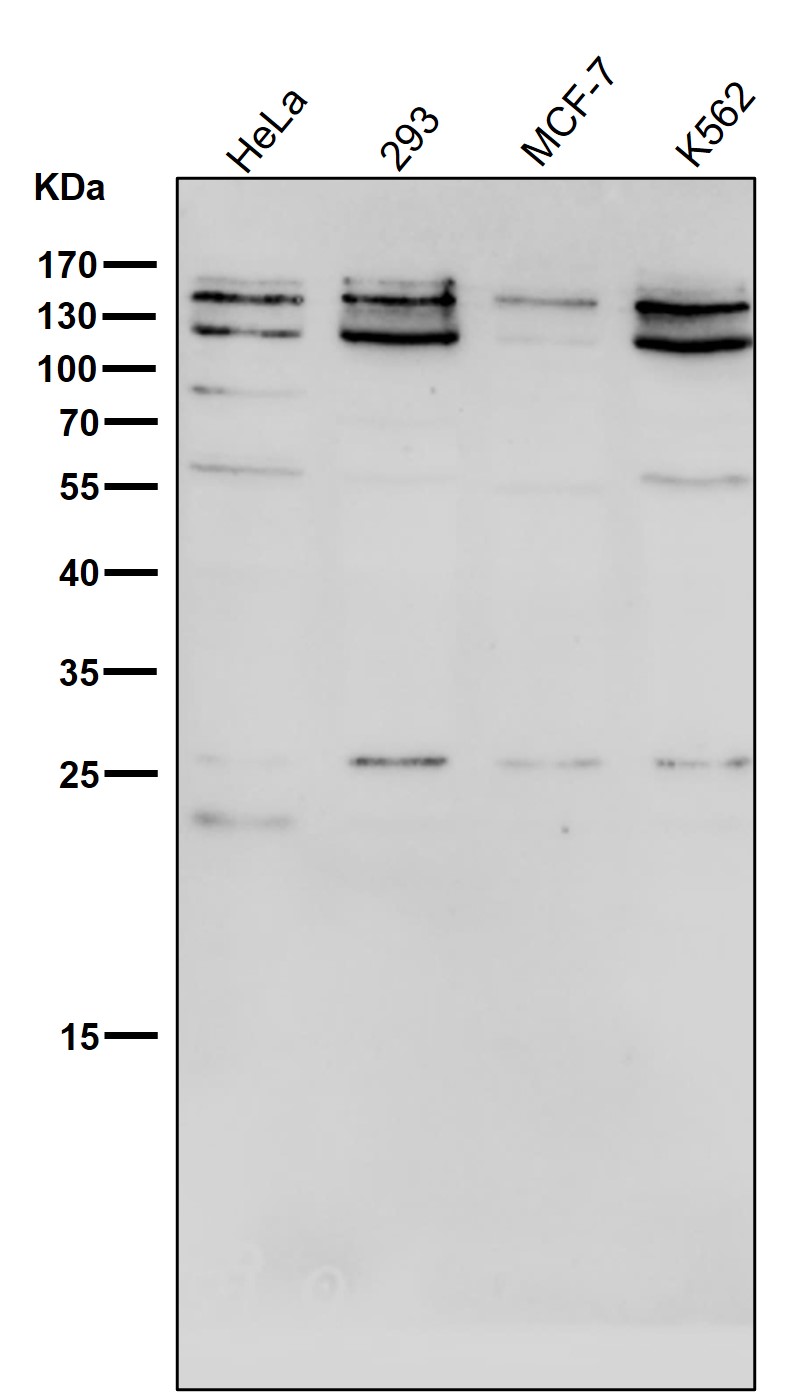 KAT13A/SRC1