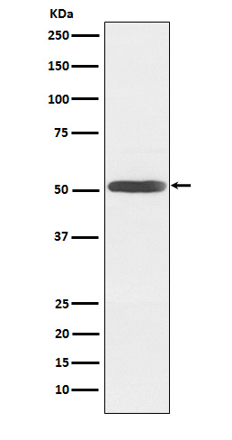 Inhibin beta B