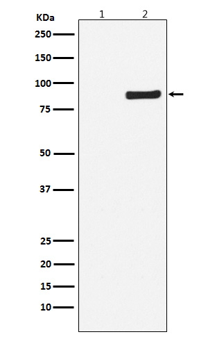 Phospho-NAK/TBK1(S172)