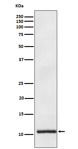 Apolipoprotein AII