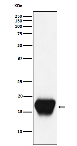 CD52