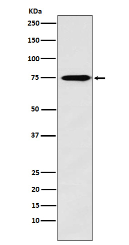 Synapsin II
