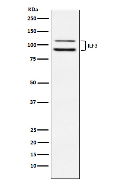 ILF3