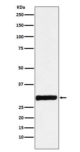 Annexin IV