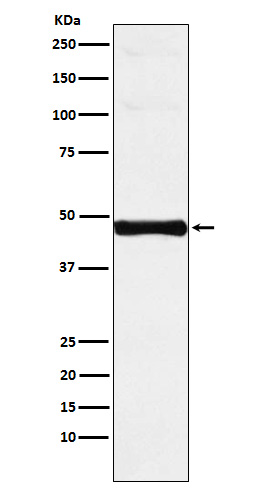 IRF-9