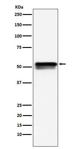 EGR2