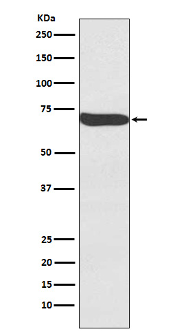 Frizzled9/CD349