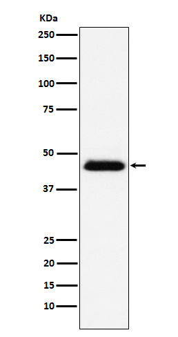 CD48