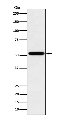 Human IgG2