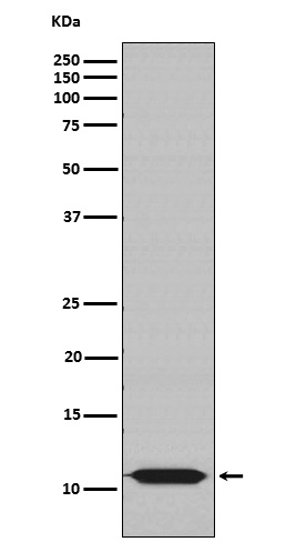 HSP10