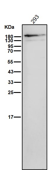 Rabbit Monoclonal to Gli3