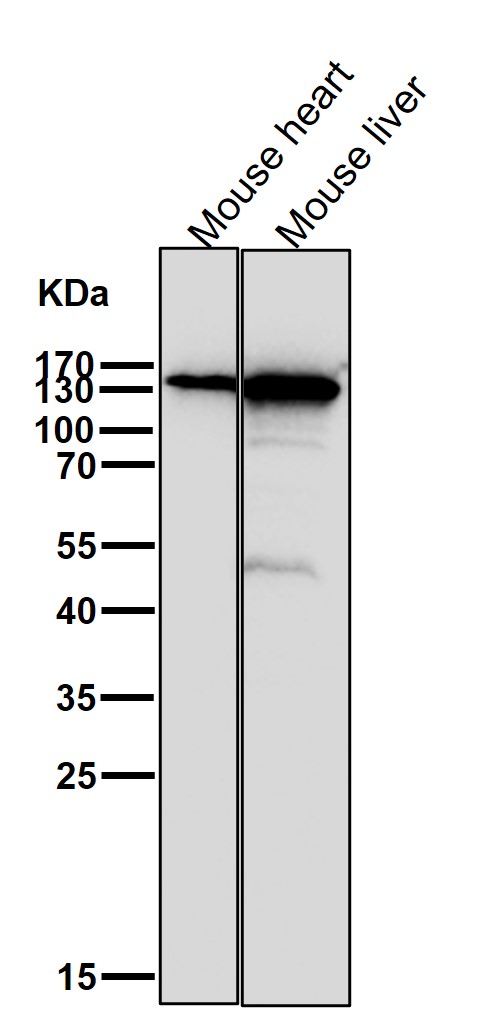 Rabbit Monoclonal to Xanthine Oxidase