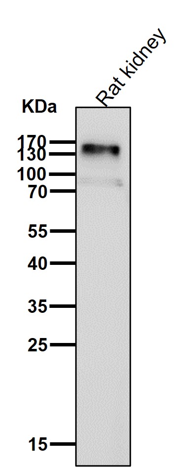 Rabbit Monoclonal to Xanthine Oxidase