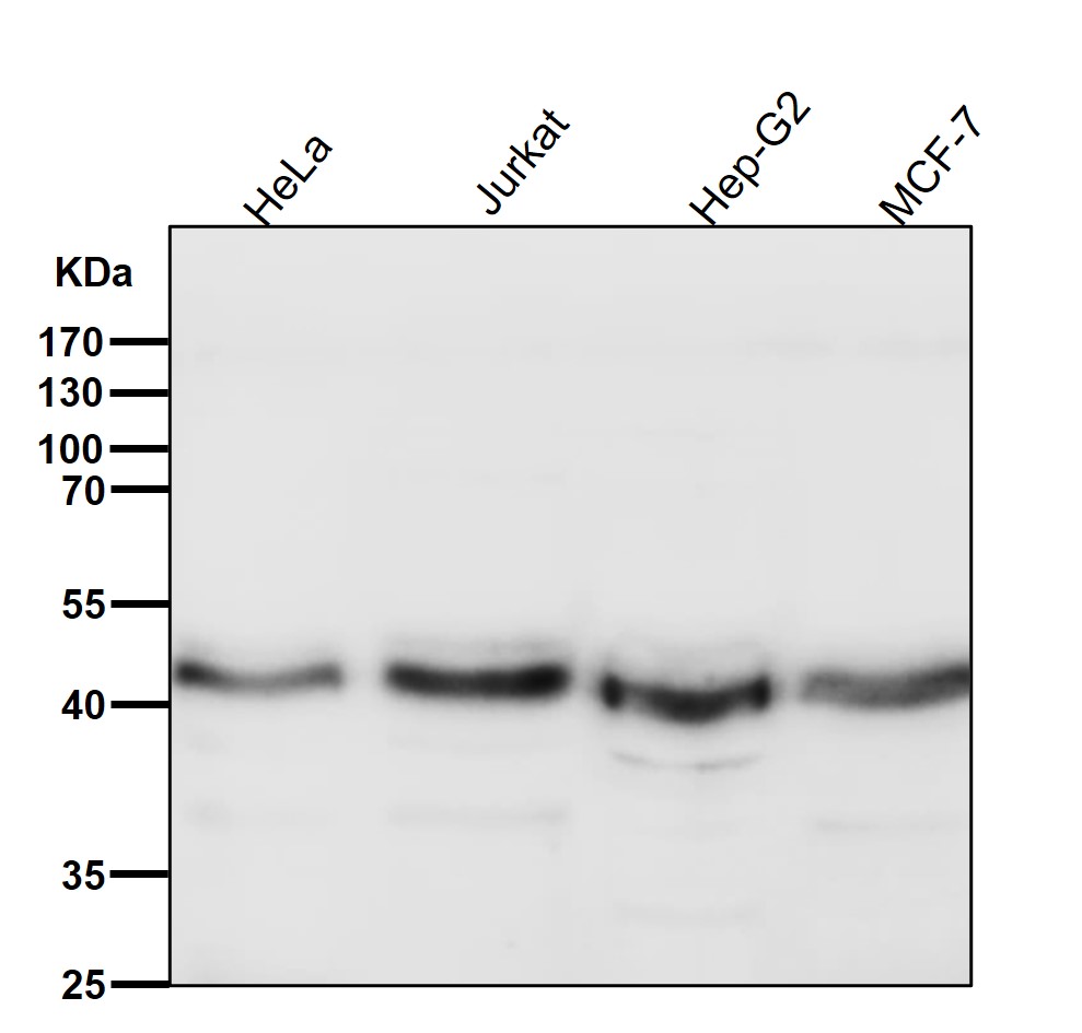 Rabbit Monoclonal to FRA2